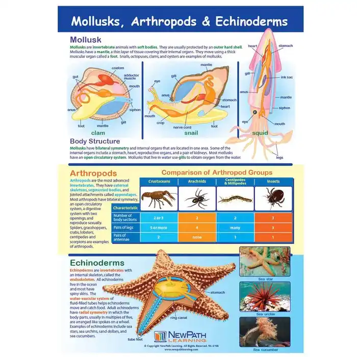 Bulk Order NewPath Learning Mollusks, Arthropods & Echinoderms Learning Center Game, Grades 6 to 10